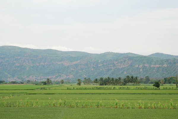 Very large tracts of agriculturally productive land, like these ricefields just upriver from the Pongo de Rentema, would be drowned by Peru's mega-dams on the Marañón River. Photo credit: David Hill