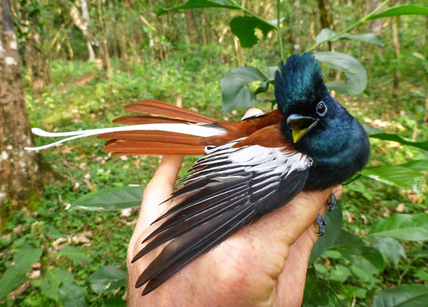 Ethiopian shade coffee farms provide good habitat for the stunning African paradise flycatcher Terpsiphone viridis. Photo credit: Evan Buechley.