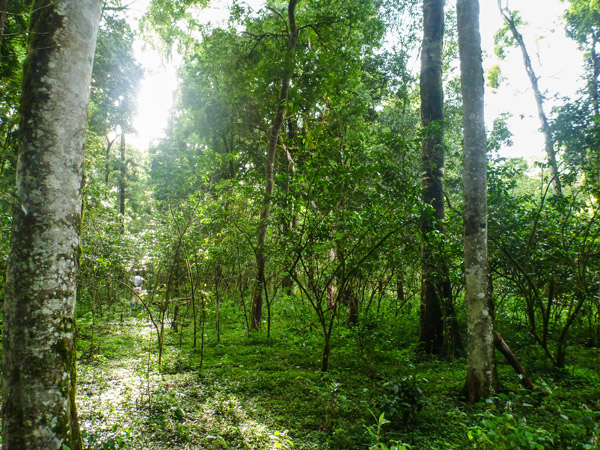 Coffee shrubs grow beneath a native tree canopy in Ethiopia – the original habitat for coffee cultivation. Photo credit: Evan Buechley.