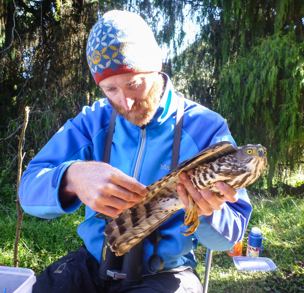 Ringing a Shikra Accipiter badius. Raptors were a rare but exciting catch during the study. Photo credit: Evan Buechley.