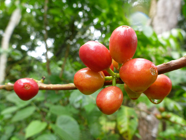 Ripe coffee cherries ready for picking. Photo credit: Evan Buechley.