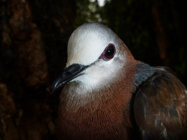 Lemon dove, Columba larvata, is secretive forest specialist in Ethiopia. Photo credit: Evan Buechley.