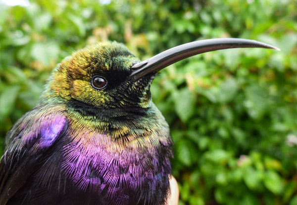 A Tacazze sunbird Nectarinia tacazze is a nectar-eating bird in Ethiopian forests, one of the birds that can live and help sustain healthy habitat on shade-grown coffee farms. Photo credit: Evan Buechley.