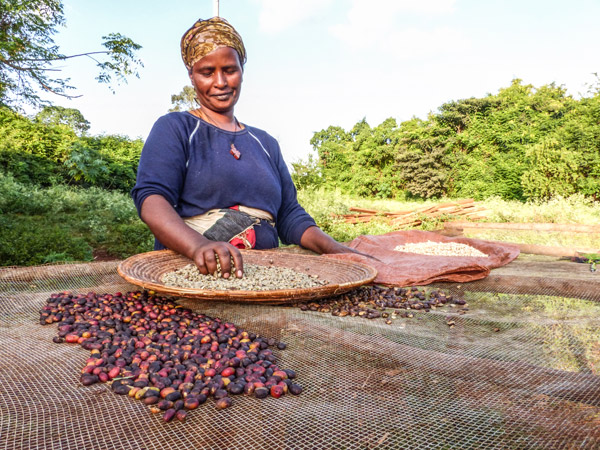 Consumer choice: Shade-grown coffee and cocoa good for the birds ...