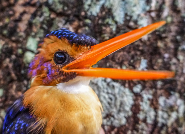 African pygmy kingfisher Ispidina picta, an insect-eating bird frequently found on shade coffee farms. Photo credit: Evan Buechley.