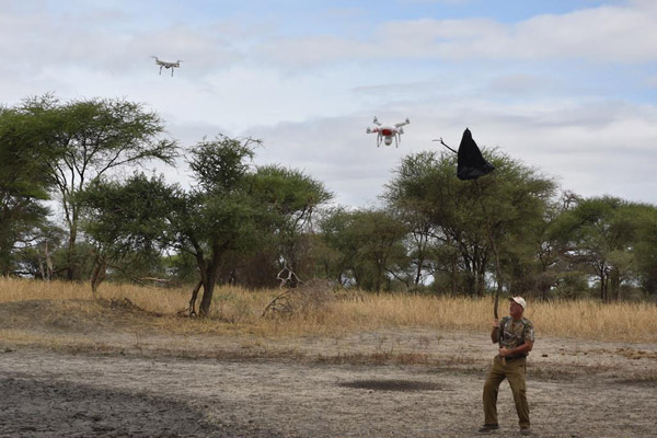 David Olson from RESOLVE pretends to be an elephant to help the rangers practice herding techniques. The branch was used to simulate an elephant’s height. The rangers must avoid flying the drone too low and hurting an animal. While this whole process is new, they have found that sweeping back and forth behind them in a herding fashion is the safest way to keep the elephants moving and from turning back towards people. Photo Credit: Jonathan Konuche