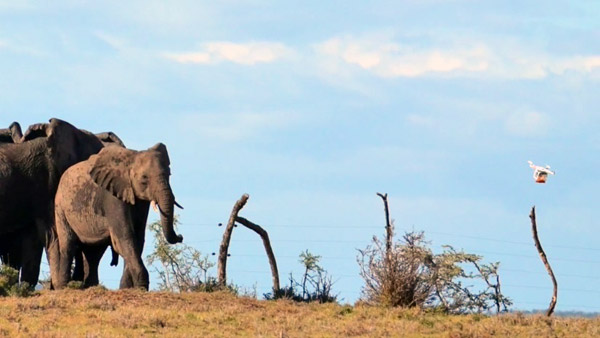 Elephants being herded by a drone containing chili powder. Photo Credit: Marc Goss.