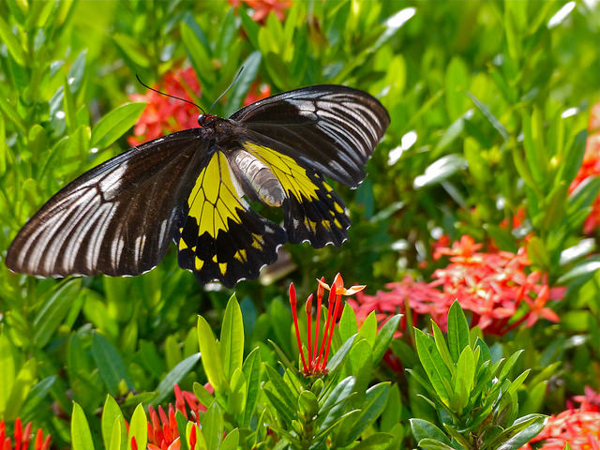 A butterfly in Malaysia. Photo credit: Bernard DUPONT.