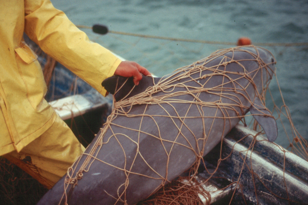 A fisherman hauls up a critically endangered vaquita porpoise accidentally entangled in his net in 2008. Entanglement in fishing gear threatens the species with extinction. Photo credit: Omar Vidal. 