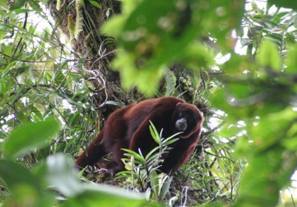 An adult male yellow-tailed woolly monkey (Lagothrix flavicauda) in northeastern Peru. Photo credit: Sam Shanee.