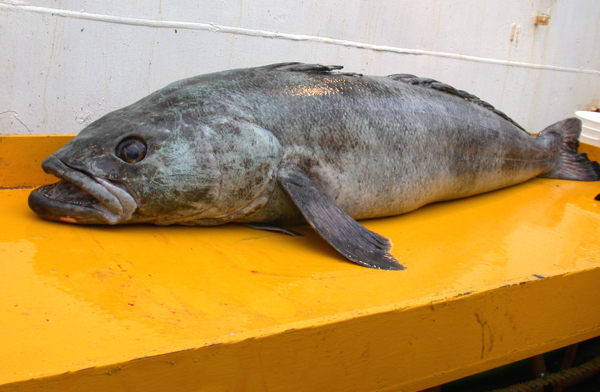Antarctic toothfish (Dissostichus mawsoni), a slow-growing, long-lived relative of the cod that, along with the Patagonian toothfish (D. eleginoides) is subject to illegal fishing in the Southern Ocean. Six fishing vessels known to target toothfish illegally have been captured in recent months. Toothfish are sold in North America as Chilean sea bass. Photo credit: NOAA NMFS SWFSC Antarctic Marine Living Resources (AMLR) Program.