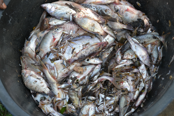  Fishermen on Lake Victoria use inappropriate fishing gear that indiscriminately captures even very young fish, as seen in this photo. Photo credit: Isaiah Esipisu.