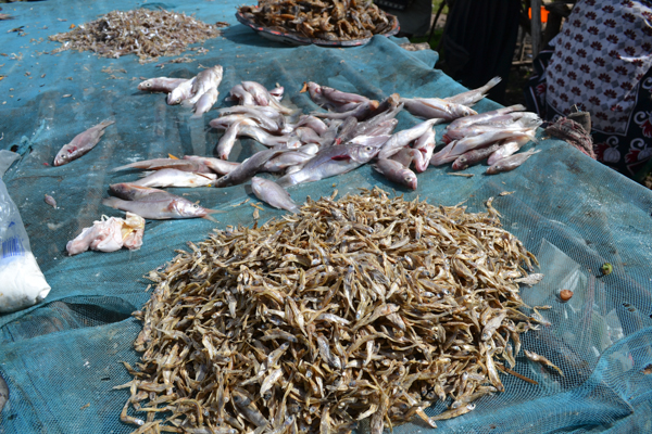  Fish sit atop a mosquito net. Fishermen often use the nets, which may be treated with insecticides, but the tiny mesh entraps fish of all sizes, including juveniles needed to replenish fish stocks. Photo credit: Isaiah Esipisu.