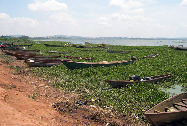 A thicket of invasive water hyacinth clogs a Ugandan shore of Lake Victoria. The weed has colonized huge swathes of the lake. Photo credit: sarahemcc.