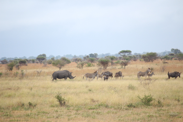 Rhinos mingle with other wildlife in Kruger National Park. Photo credit: Mic Smith.