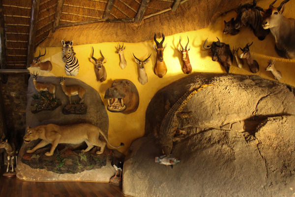 The wall of a hunting outfitter's lodge in Nelspruit, just outside Kruger National Park. Photo credit: Mic Smith.