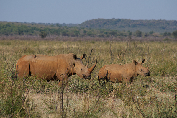 A mother rhinoceros and her calf in Supingstad, South Africa. Photo credit: Ryan Kilpatrick.