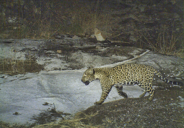 Libélula, the mother of the baby jaguar shown in the preceding picture, at the recently protected Bábaco ranch. Photo credit: Northern Jaguar Project / Naturalia.