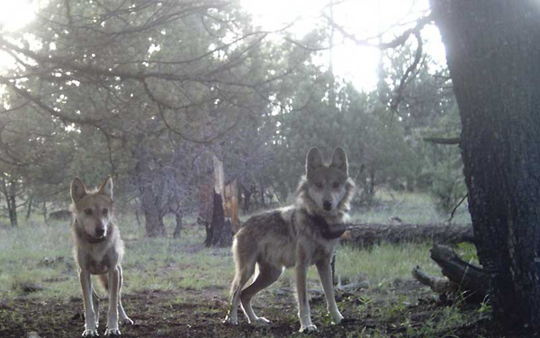 Young wild Mexican gray wolves in the Blue Range Wolf Recovery Area of Arizona and New Mexico, in 2007. Photo credit: Mexican Wolf Interagency Field Team.