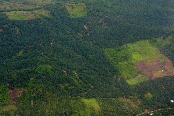 Mature, young, and newly cleared palm oil plantations in the Malaysian state of Sabah on Borneo. Photo credit: Jeremy Hance, Mongabay.com.