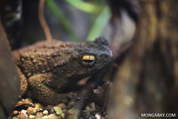 Giant river toad. Photo credit: Rhett A. Butler.