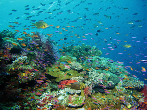 Coral reefs, such as this one in Fiji’s Namena Marine Reserve, support about a quarter of all known marine species. Photo credit: Coral Reef Alliance.