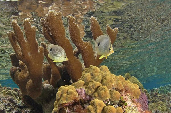 A pair of foureye butterflyfish swim on a coral reef off the coast of Roatan, Honduras. Photo credit: the Coral Reef Alliance.