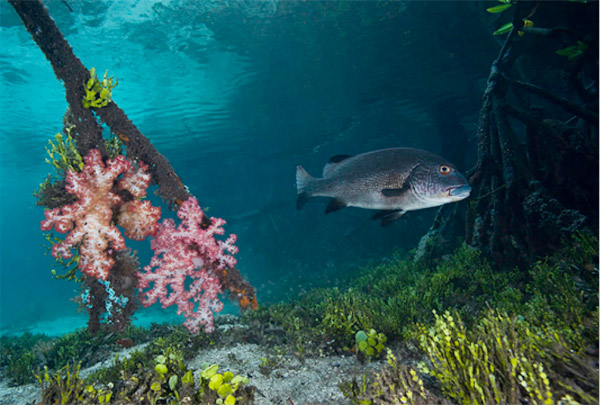 Soft corals attached to a mangrove root in Indonesia: Photo credit: ©David Hall / seaphotos.com