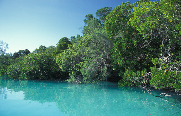 Mangroves in the Seychelles. Since the 1980s between 20-35 percent of mangroves have been destroyed worldwide Photo credit: ©David Hall / seaphotos.com