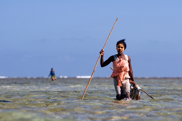 A fisherwoman carries her octopus catch across a reef flat. Photo copyright: Garth Cripps / Blue Ventures 2015.