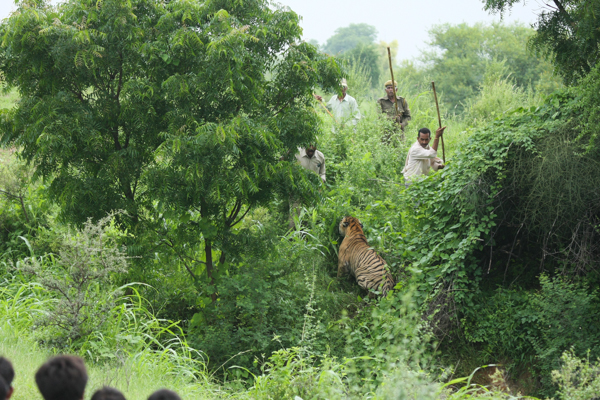  Men engage in a standoff with a tiger known as T-7 at Ranthambore Tiger Reserve in India. Tensions between tigers and people in and around the reserve run high. Tigers have killed nine people in the area since the reserve was opened in 1973. Photo credit: Dharmendra Khandal.