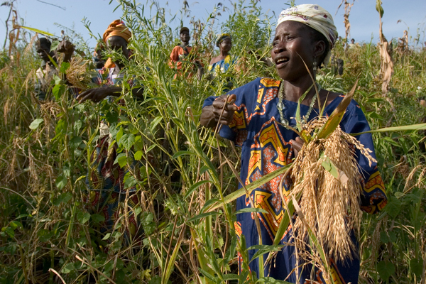 Villagers harvest rice in Sierra Leone. Harvesting is often a communal affair in West African nations, but the Ebola crisis interfered with group activities and disrupted many other aspects of agricultural production in the region. Photo credit: ©FAO/Peter DiCampo.