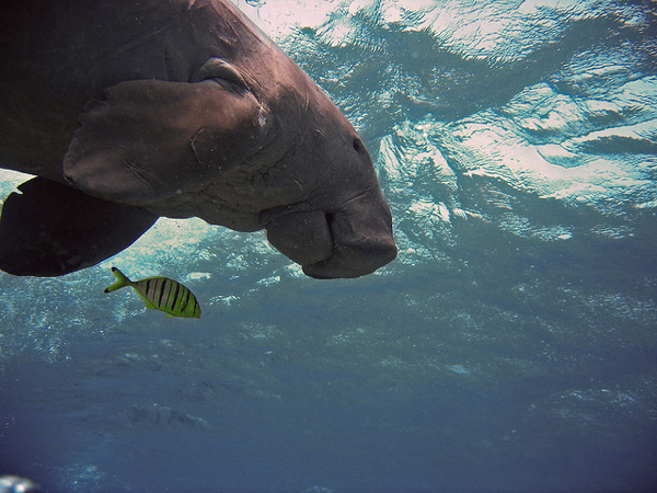 A dugong in Egypt. The species, a relative of the manatee, faces threats across its wide range, which includes 48 countries. Photo credit: Matthijs.
