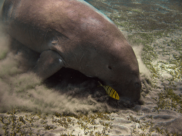 A dugong grazes in Egypt. The species inhabits warm coastal waters, where it feeds almost exclusively on seagrass. Photo credit: Matthijs