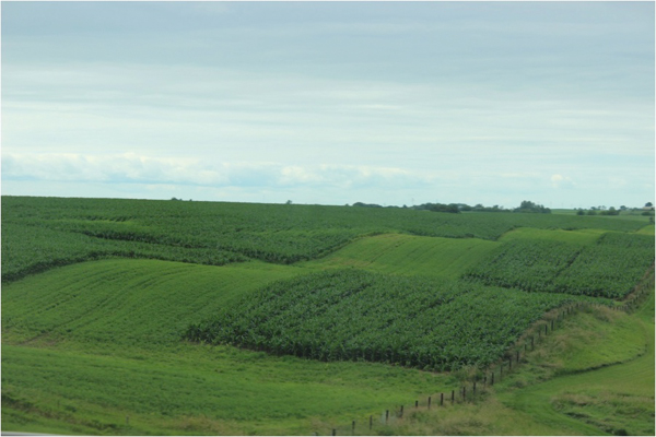 Cornfields in Iowa. Photo credit: David Gonthier.