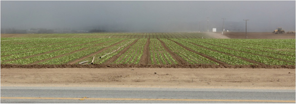 Vegetables grow in Salinas, California. Photo credit: David Gonthier.