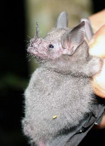 Sowell’s Short-tailed bat (Carollia sowelli). Photo credit: Anna Horváth.