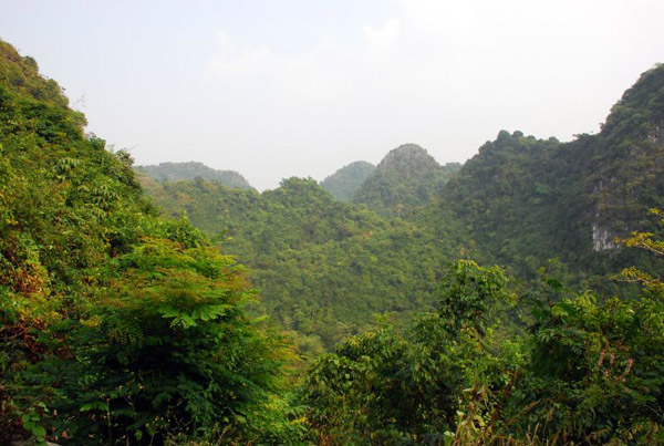 Photo caption: Vietnamese forest landscape. Photo credit: Everjean via Flickr.