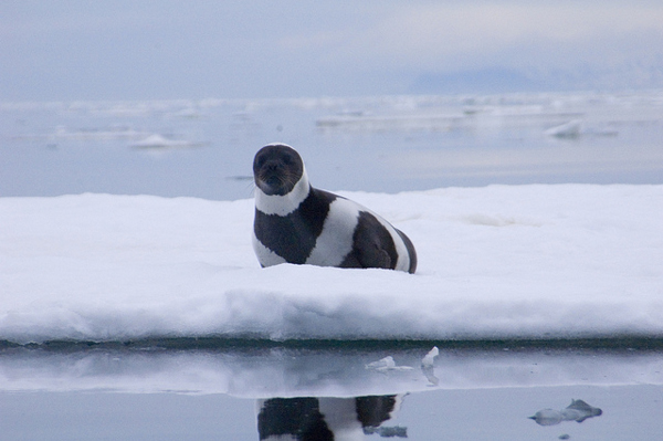 <br /><br /><br />
An adult male ribbon seal in eastern Russia's Ozernoy Gulf. Ribbon seals and other marine mammals can become entangled and drown in driftnet fishing gear. Photo credit: Michael Cameron, NOAA/NMFS/AKFSC/NMML.