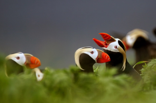 Tufted puffins in the Alaska Maritime National Wildlife Refuge. The species is commonly caught in driftnet salmon fishing gear in the waters off Russia's far eastern shore. Photo credit: Steve Ebbert, USFWS. 