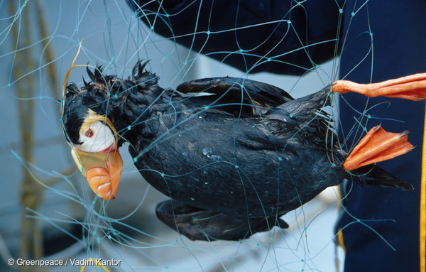 A dead puffin caught in a driftnet in Russia's Kuril Islands. An estimated 140,000 seabirds are estimated to die in driftnets in Russia's exclusive economic zone. The country's new ban on drifnets is being hailed as a boon for seabirds and other marine life. Photo credit: © Greenpeace / Vadim Kantor