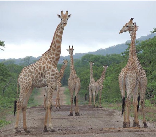 A tower, or herd, of giraffes in a wildlife reserve adjacent to Gonarezhou National Park, Zimbabwe. The community living near the park had a neutral perception of wildlife conservation and a negative perception of tourism. Communities near the three other protected areas studied in the new paper shared that view of tourism, but had positive views of wildlife conservation. Photo credit: Gonarezhou Conservation Project/Patience Gandiwa.
