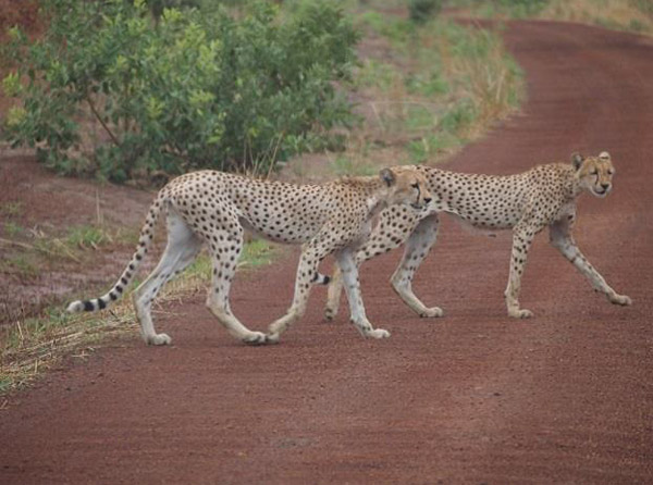 Cheetahs in the W-Arly-Pendjari complex (in Benin, Burkina Faso, and Niger), Photo credit: C. Pavey.