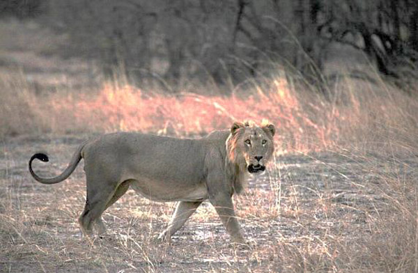 A male lion in Pendjari National Park in Benin (part of the W-Arly-Pendjari complex located in Benin, Burkina Faso, and Niger). Photo credit: Philipp Henschel/Panthera.