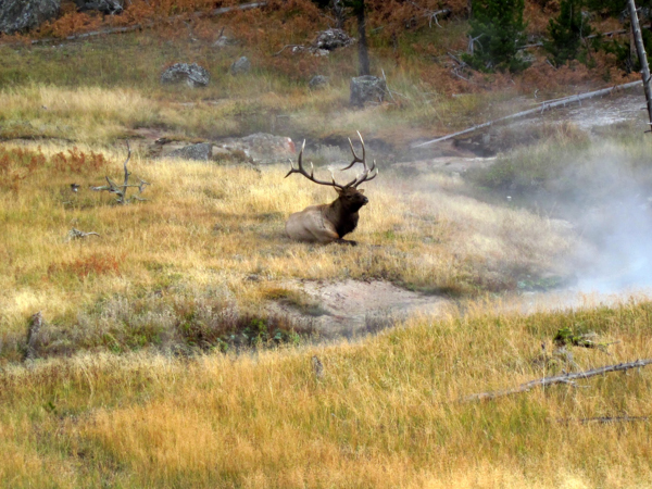 A bull elk rests along a stream in northern Yellowstone National Park. Elk numbers in the area have declined as wolves and grizzly bears have rebounded. Photo credit: Kristin Marshall. 