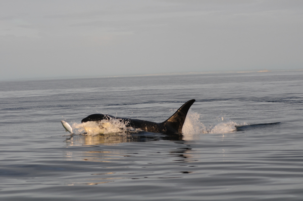 A killer whale eats a salmon near the San Juan Islands off the coast of Washington state. Chinook salmon, which are protected under the Endangered Species Act, are the favored food for the area's Southern Resident killer whales, another protected species. Photo credit: Candice Emmons, NOAA Fisheries/Northwest Fisheries Science Center.