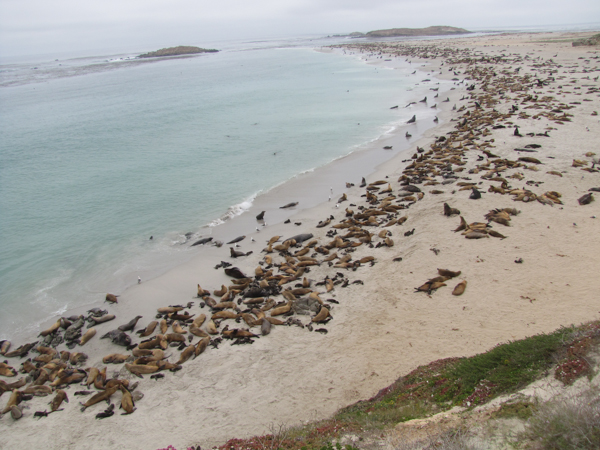 A California sea lion rookery in the Channel Islands off the California coast. The species, while still facing serious challenges, has rebounded from around 10,000 animals in the 1950s to around 355,000 today. Photo credit: NOAA Fisheries/Alaska Fisheries Science Center.