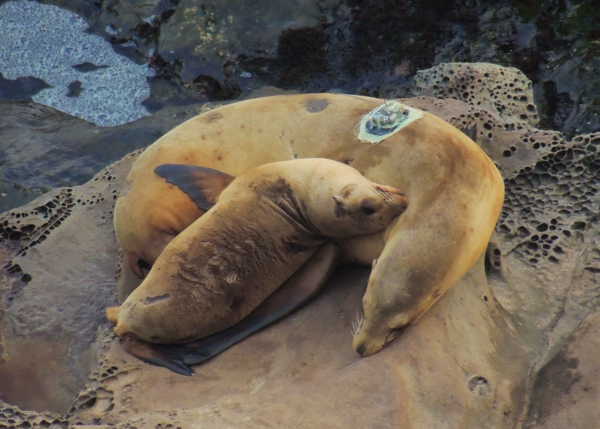 A female California sea lion bearing a satellite tag tends to her pup. Photo credit: NOAA Fisheries/Alaska Fisheries Science Center.