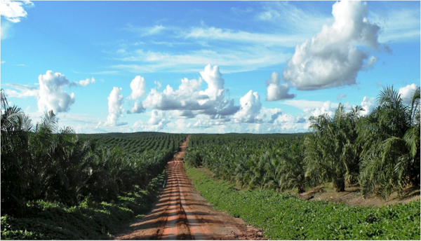 Oil palm plantation in Papua, Indonesia. The country lost 1 million hectares of forest cover in 2013, according to one estimate. Photo credit: Agus Andrianto/ CIFOR. 