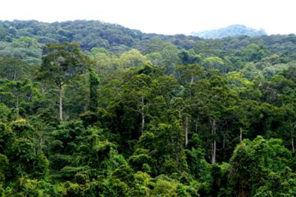 Lowland Forest profile characteristic of southern Yunnan Province’s threatened rainforests. Image Credit: Hua Zhu, 2008, Tropical Conservation Science.